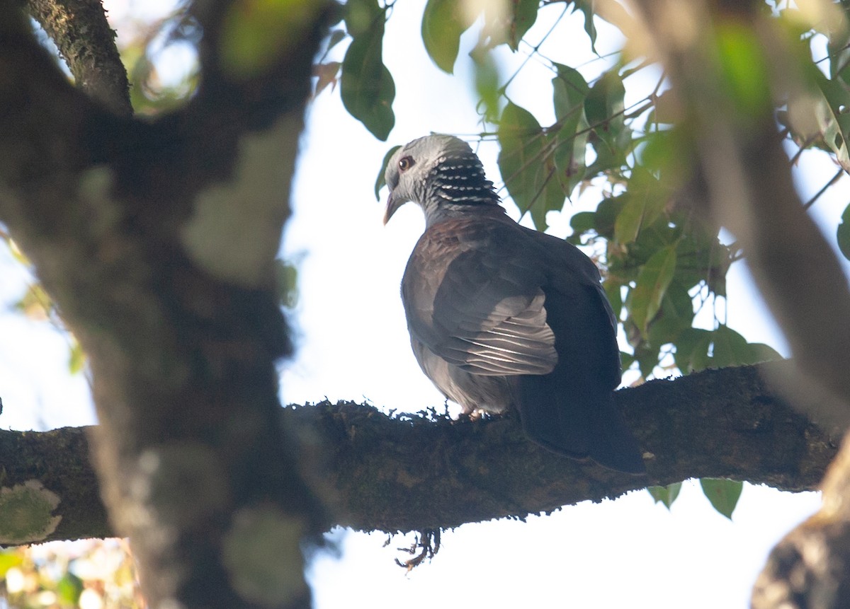 Nilgiri Wood-Pigeon - ML277497701