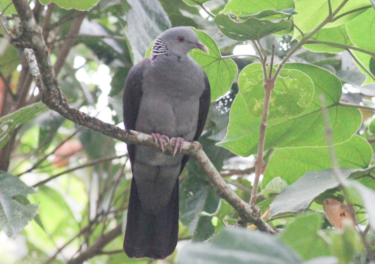 Nilgiri Wood-Pigeon - Sathyan Meppayur