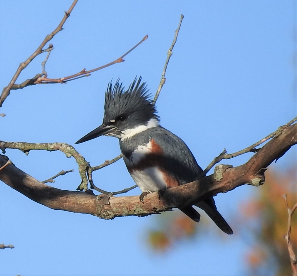 Belted Kingfisher - ML277499951