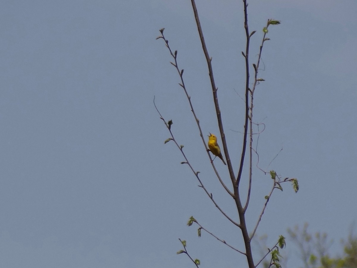 Yellow Warbler - ML27750411