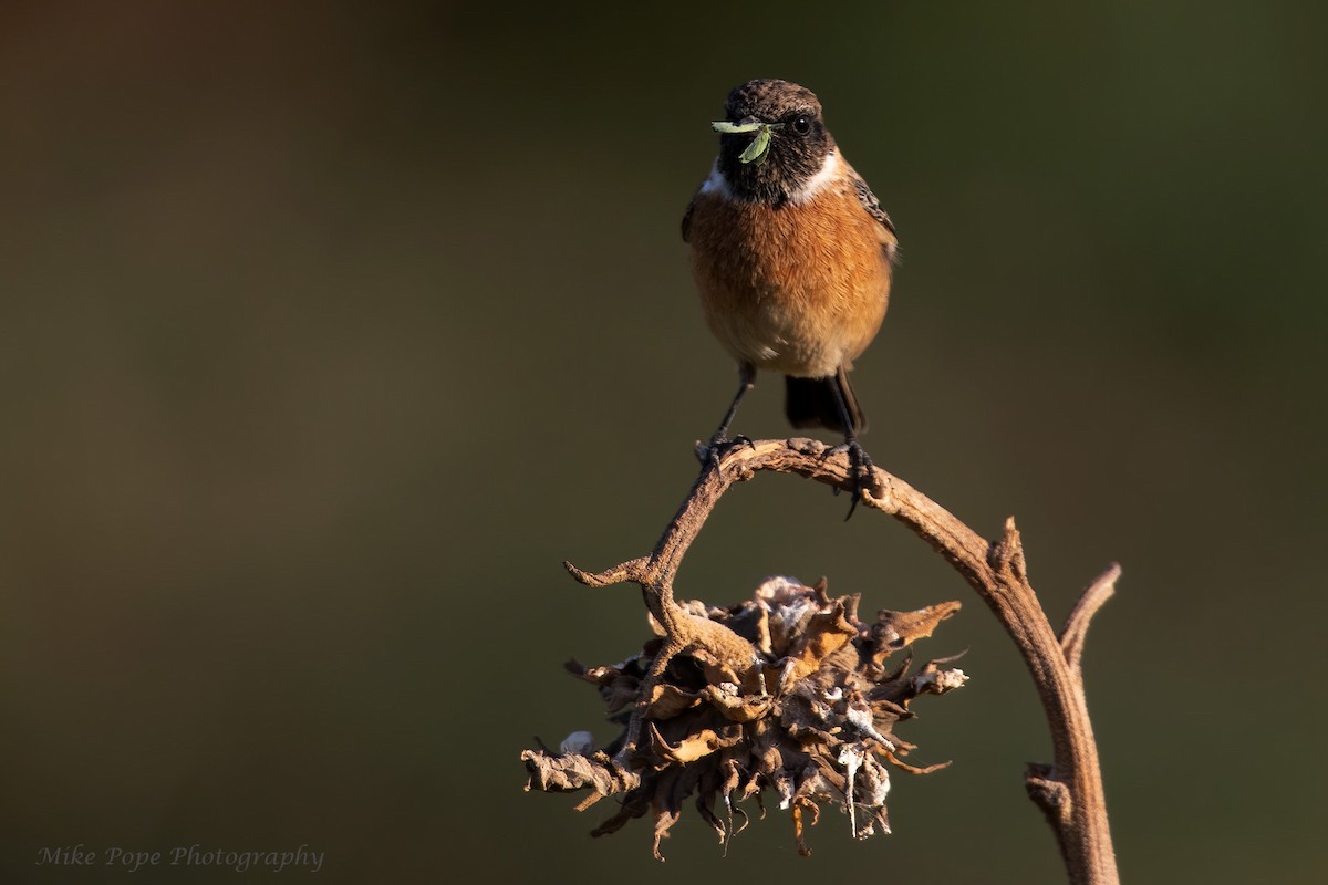 European Stonechat - Mike Pope
