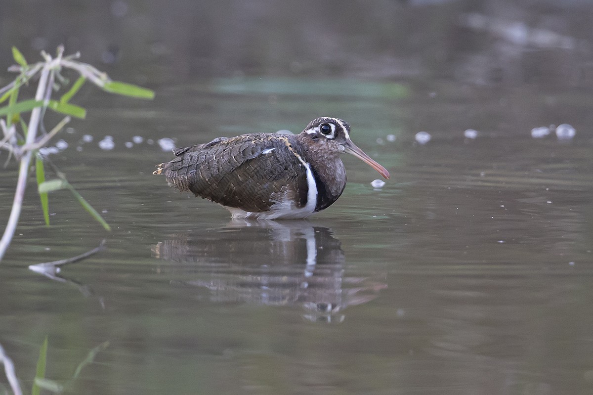 Greater Painted-Snipe - ML277506901