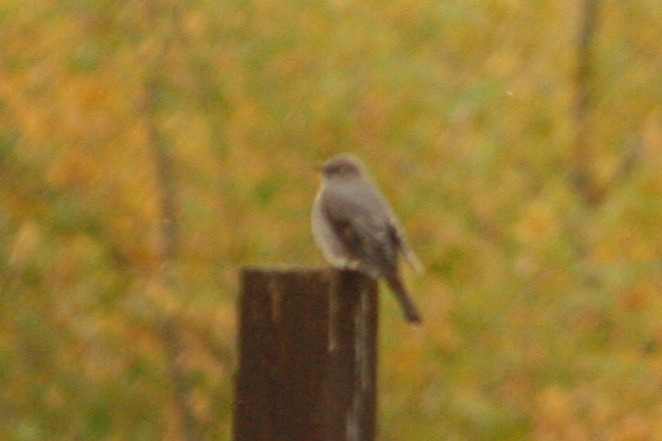 Townsend's Solitaire - ML277511561