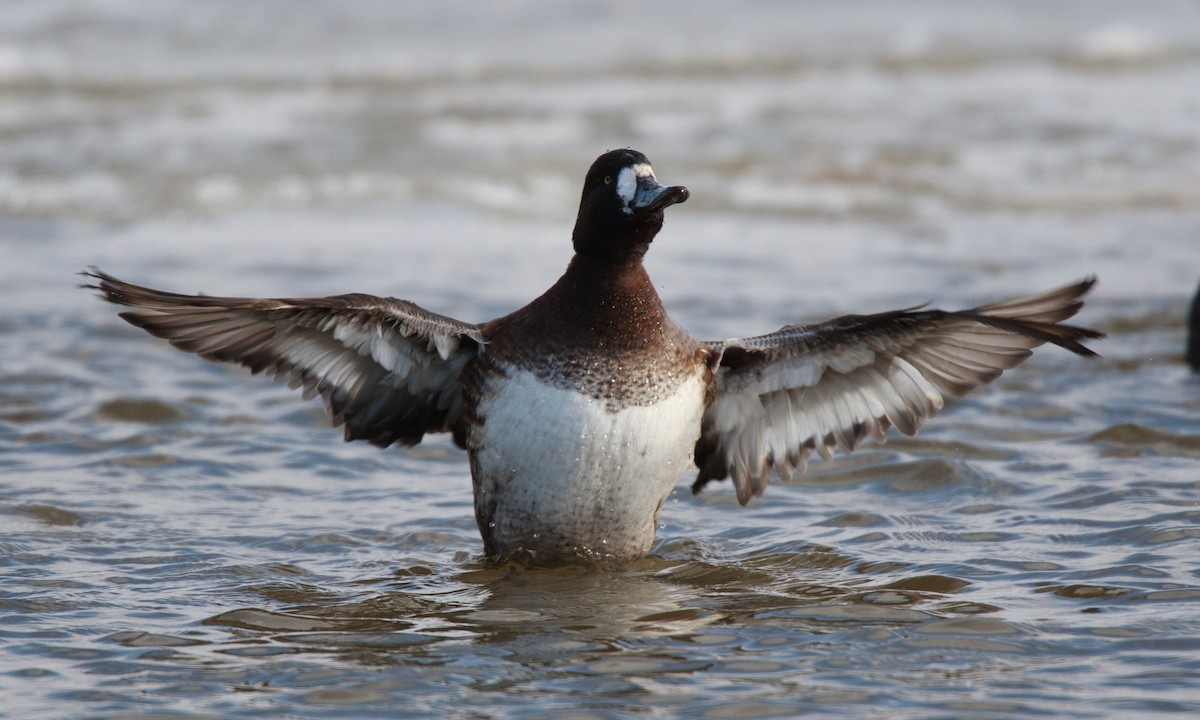 Greater Scaup - ML27751371