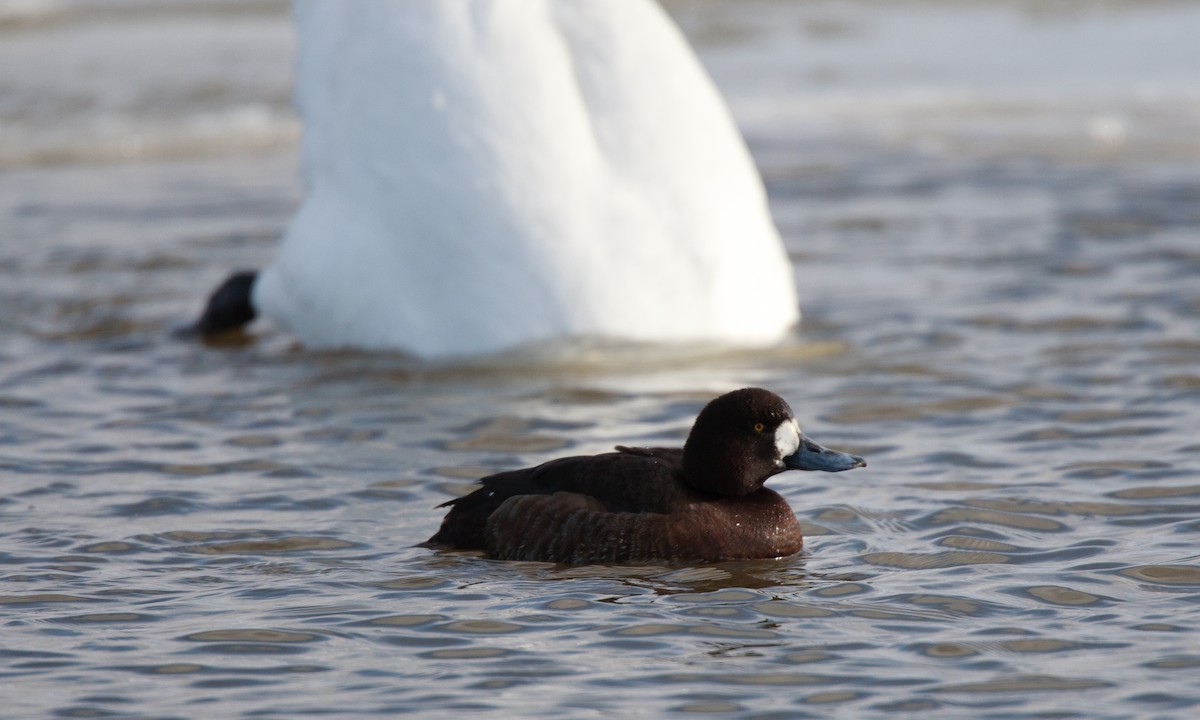 Greater Scaup - ML27751391