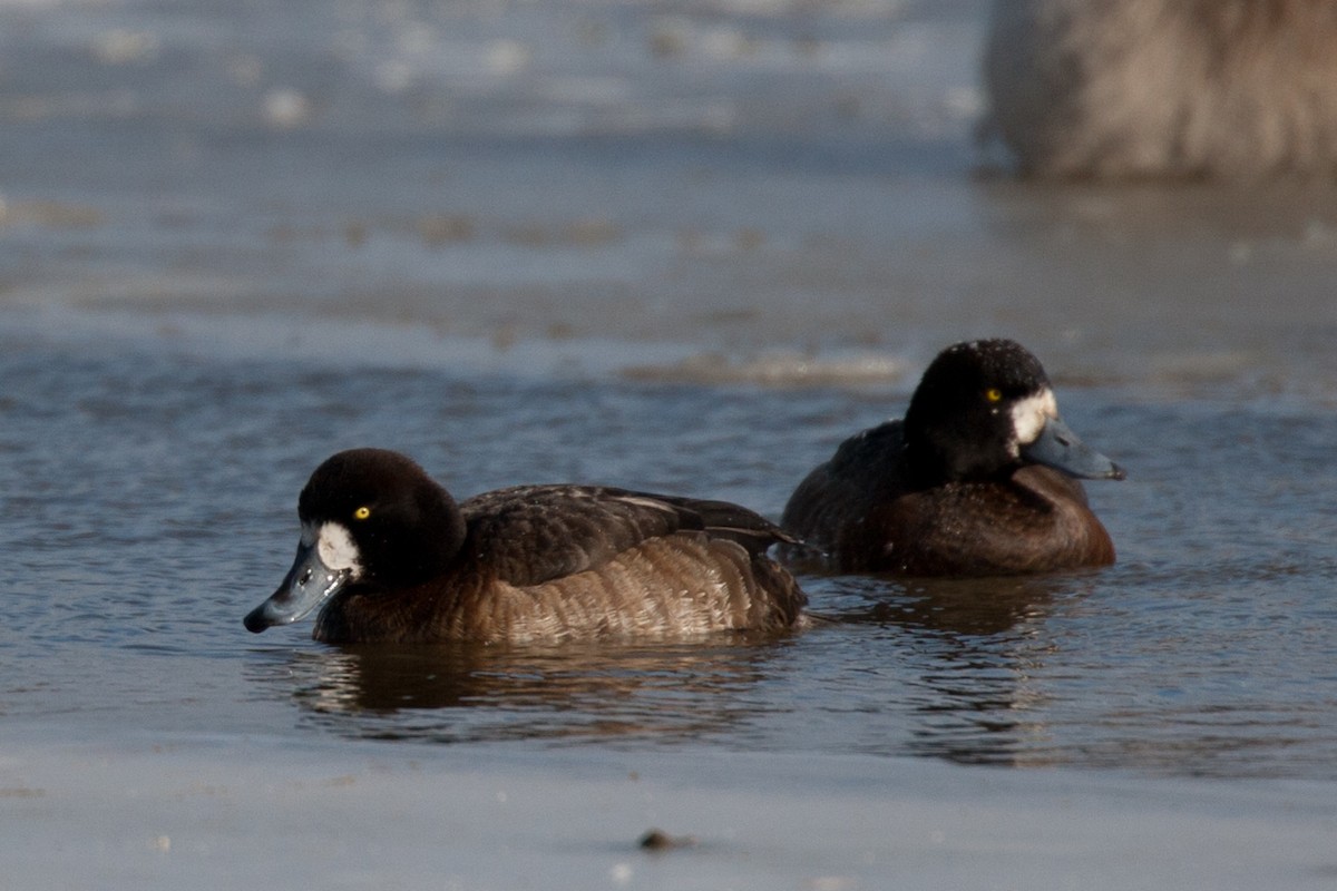 Greater Scaup - ML27751451