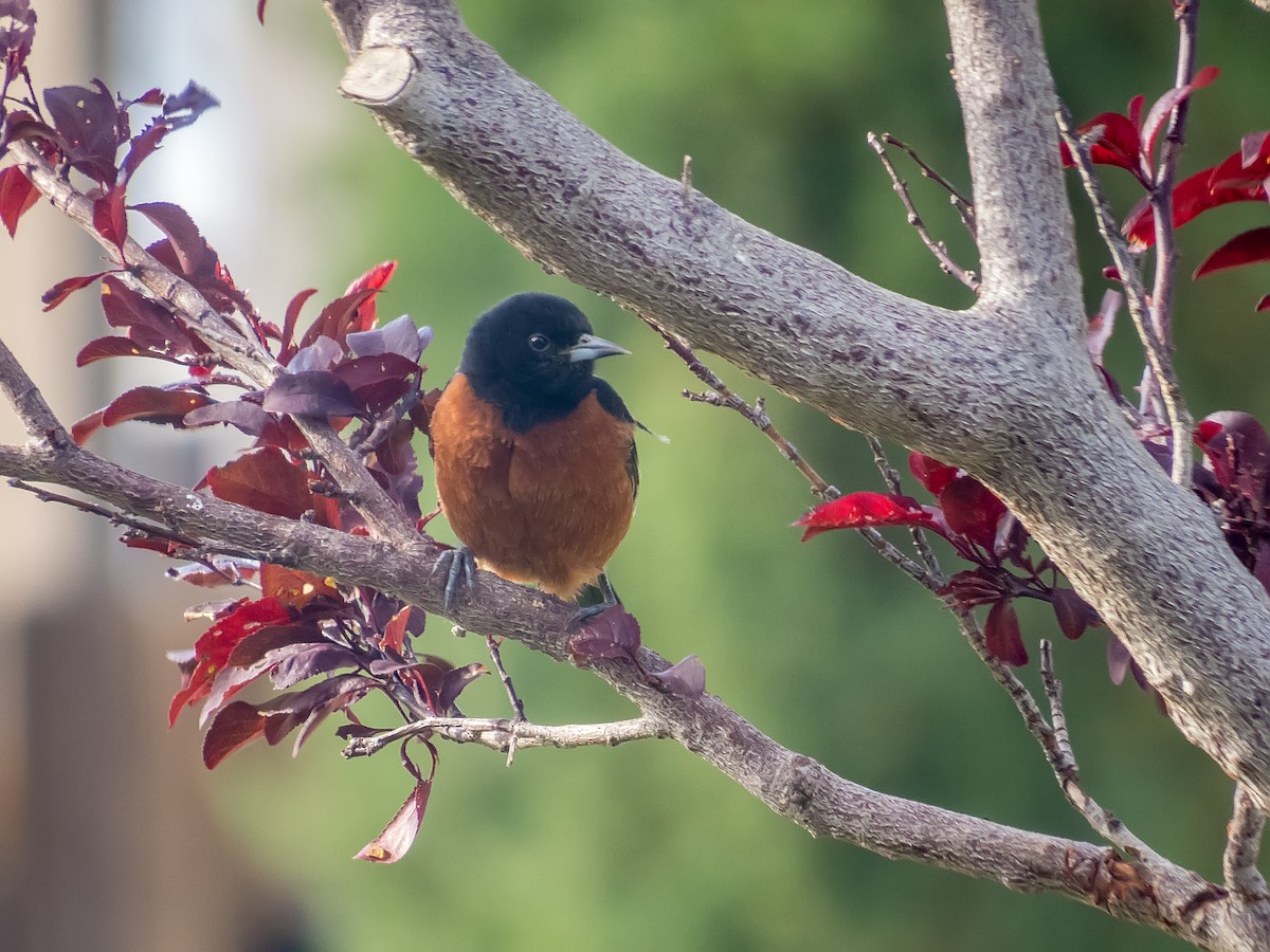 Orchard Oriole (Orchard) - ML27752501