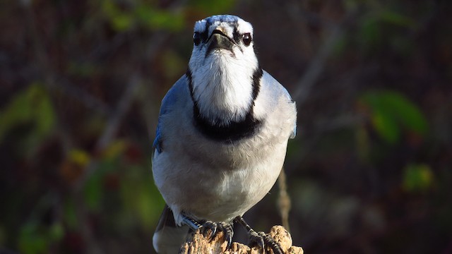 Blue Jay - Vermont eBird