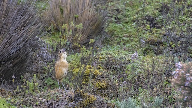 Adult vocalizing - Tawny Antpitta - 
