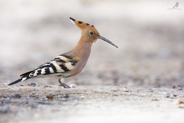 Adult lateral view. - Eurasian Hoopoe - 