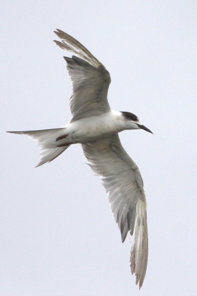 Common Tern - Mat Gilfedder