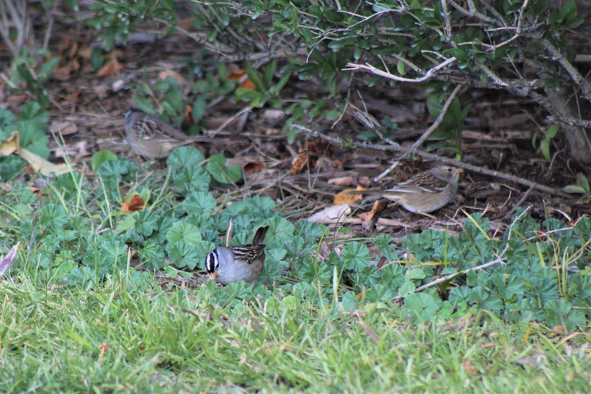 White-crowned Sparrow - Robert Klipp
