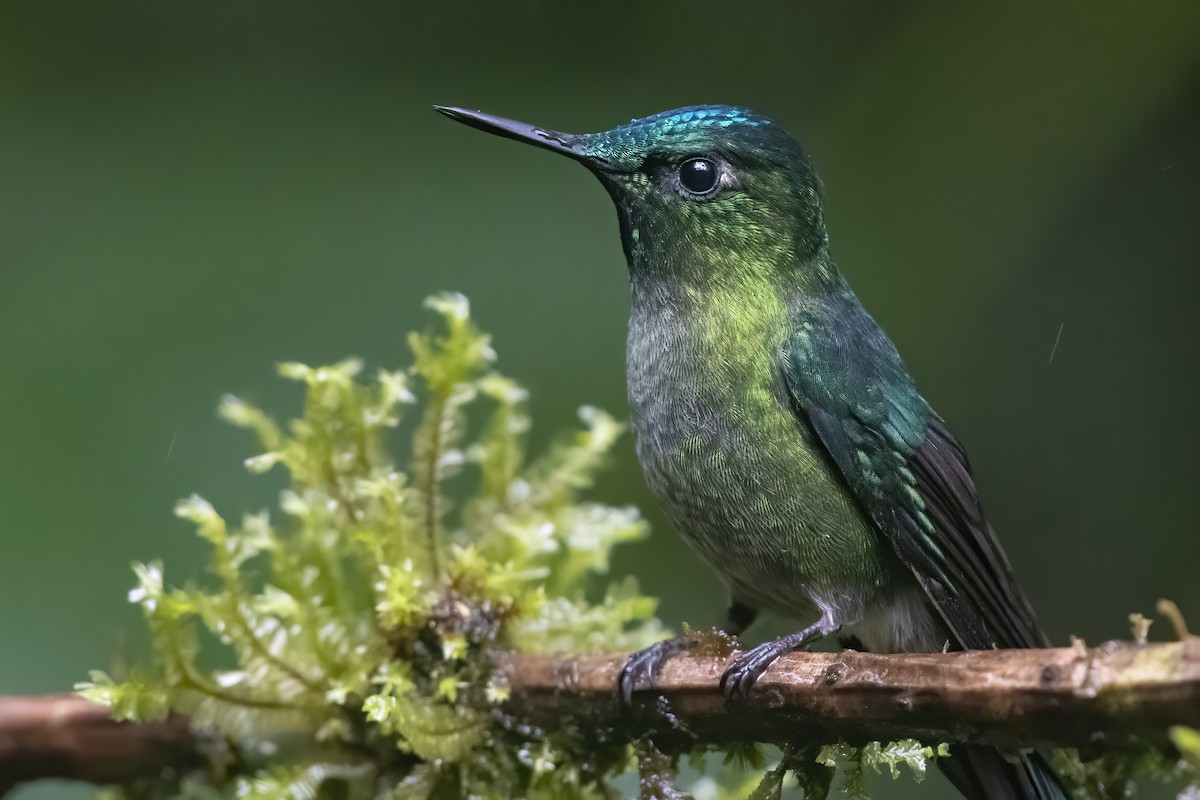 Long-tailed Sylph - ML277549861