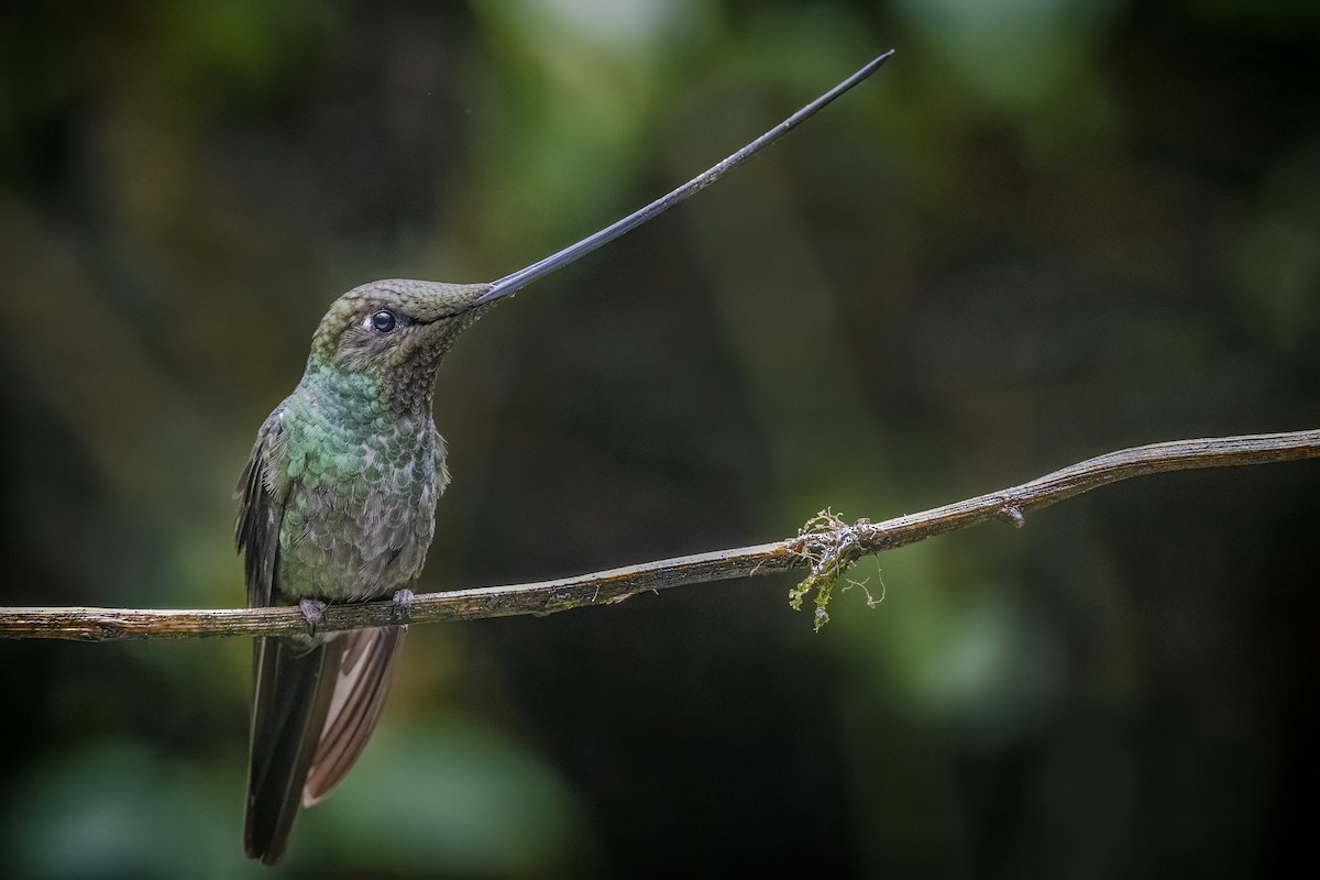Sword-billed Hummingbird - ML277550771