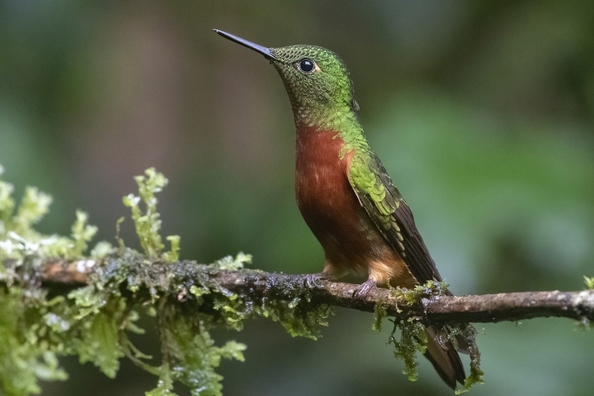 kolibřík peruánský - ML277551251