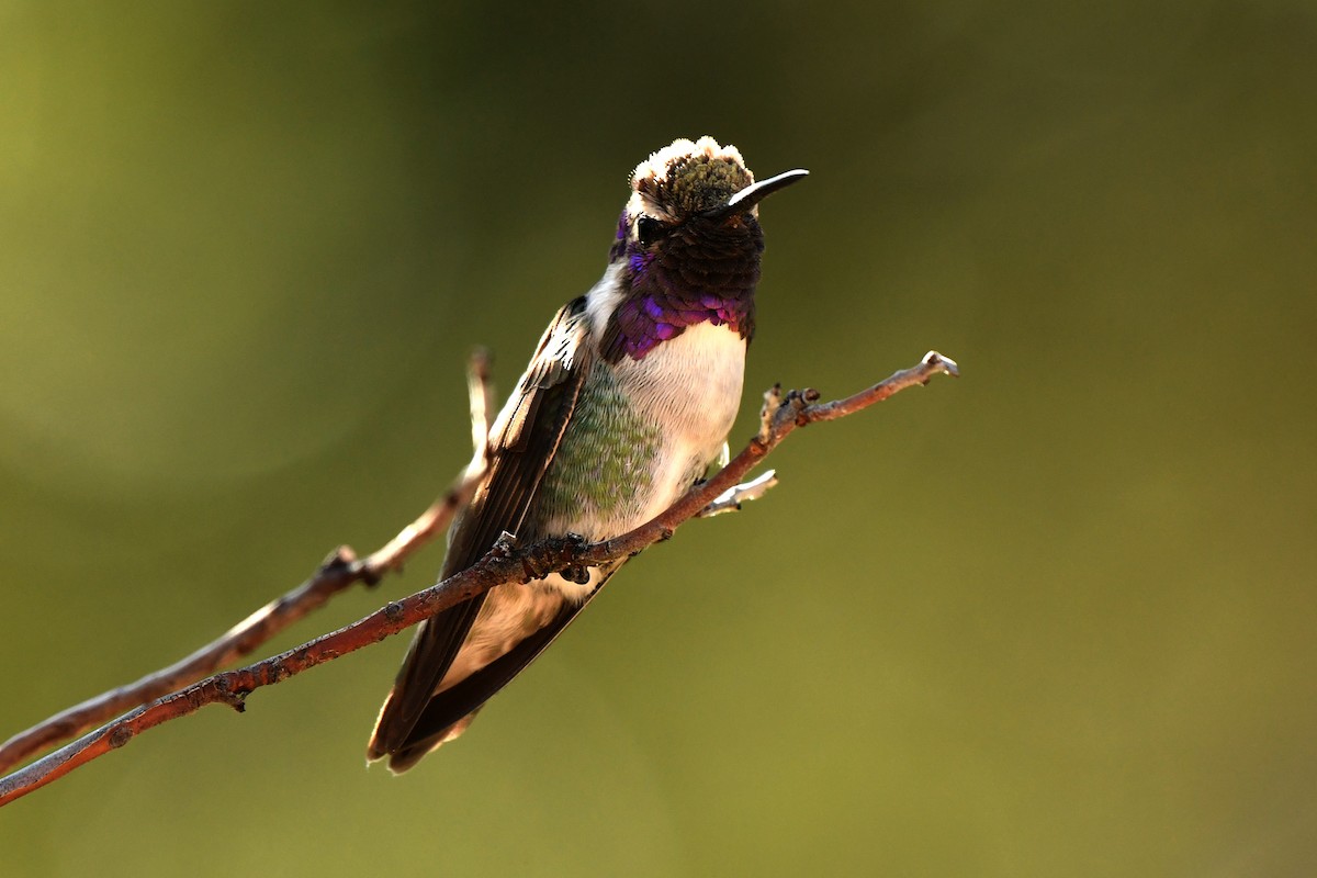 Costa's Hummingbird - Tony Battiste