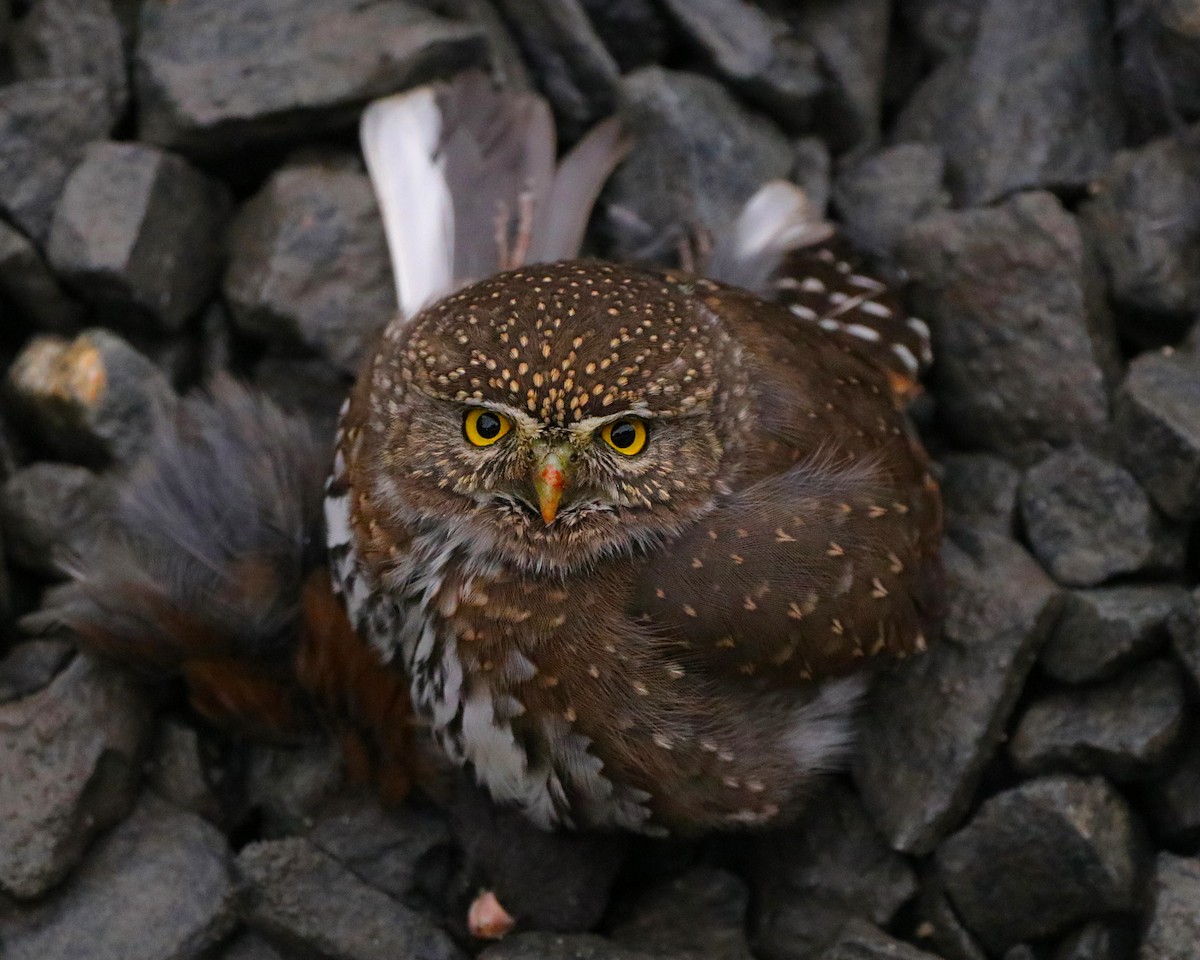 Northern Pygmy-Owl - Caleb Warren