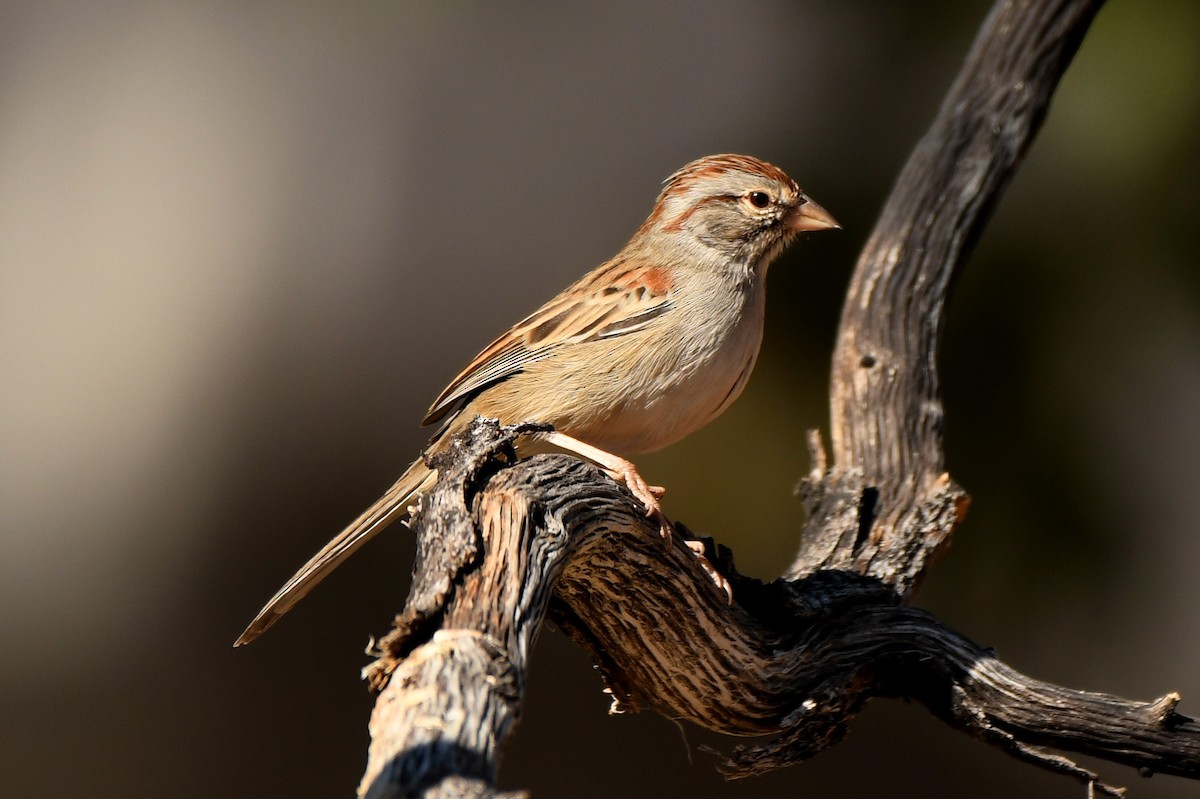 Rufous-winged Sparrow - ML277553051