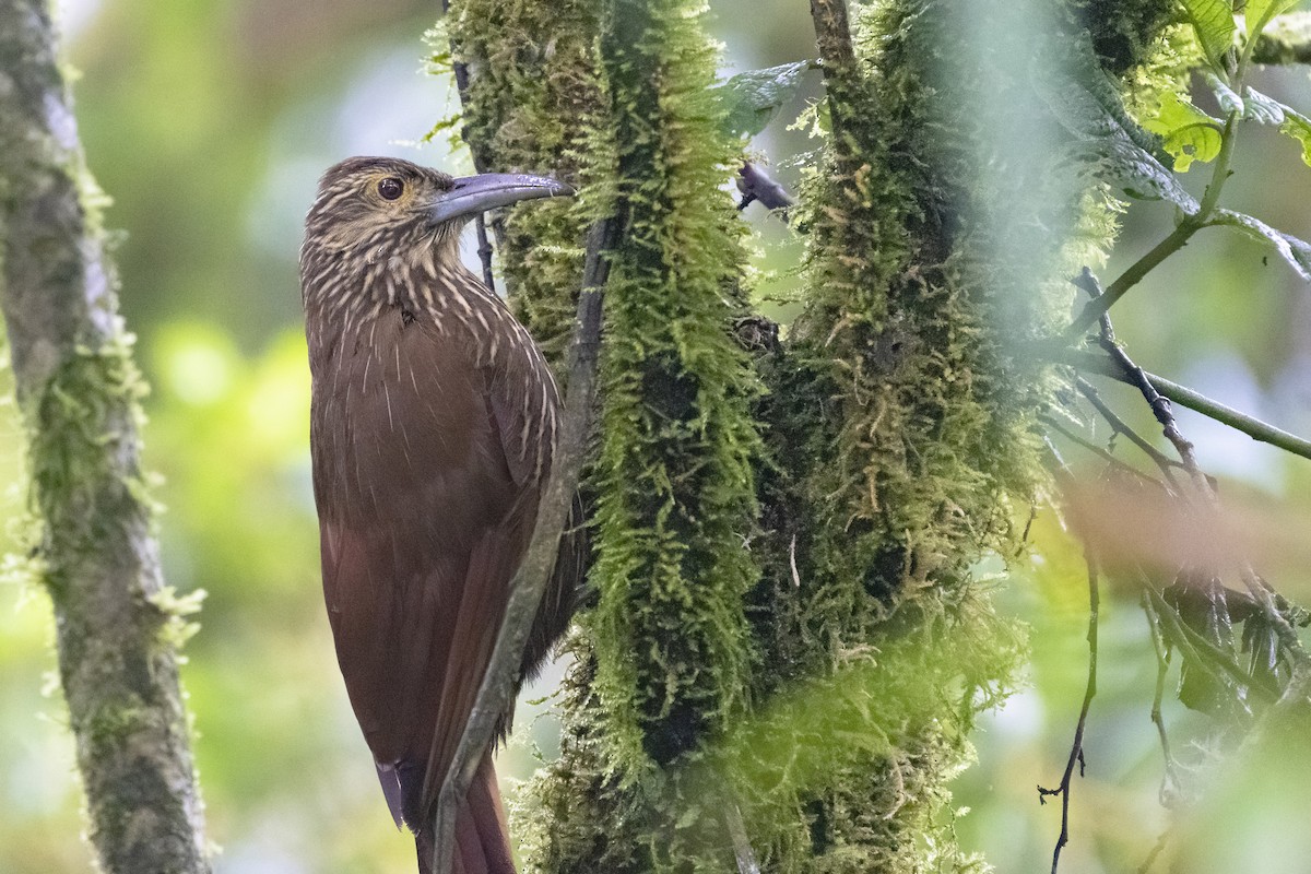 Strong-billed Woodcreeper (Andean/Northern) - ML277555501