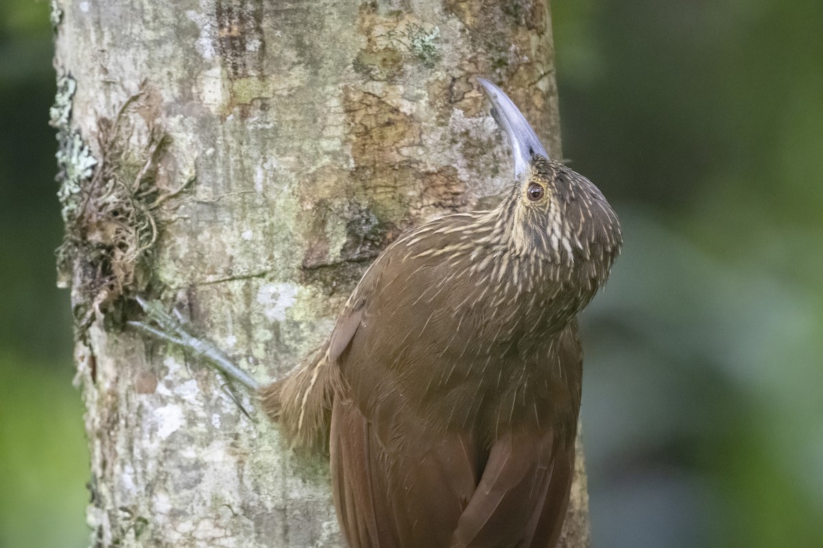 Strong-billed Woodcreeper (Andean/Northern) - ML277555521