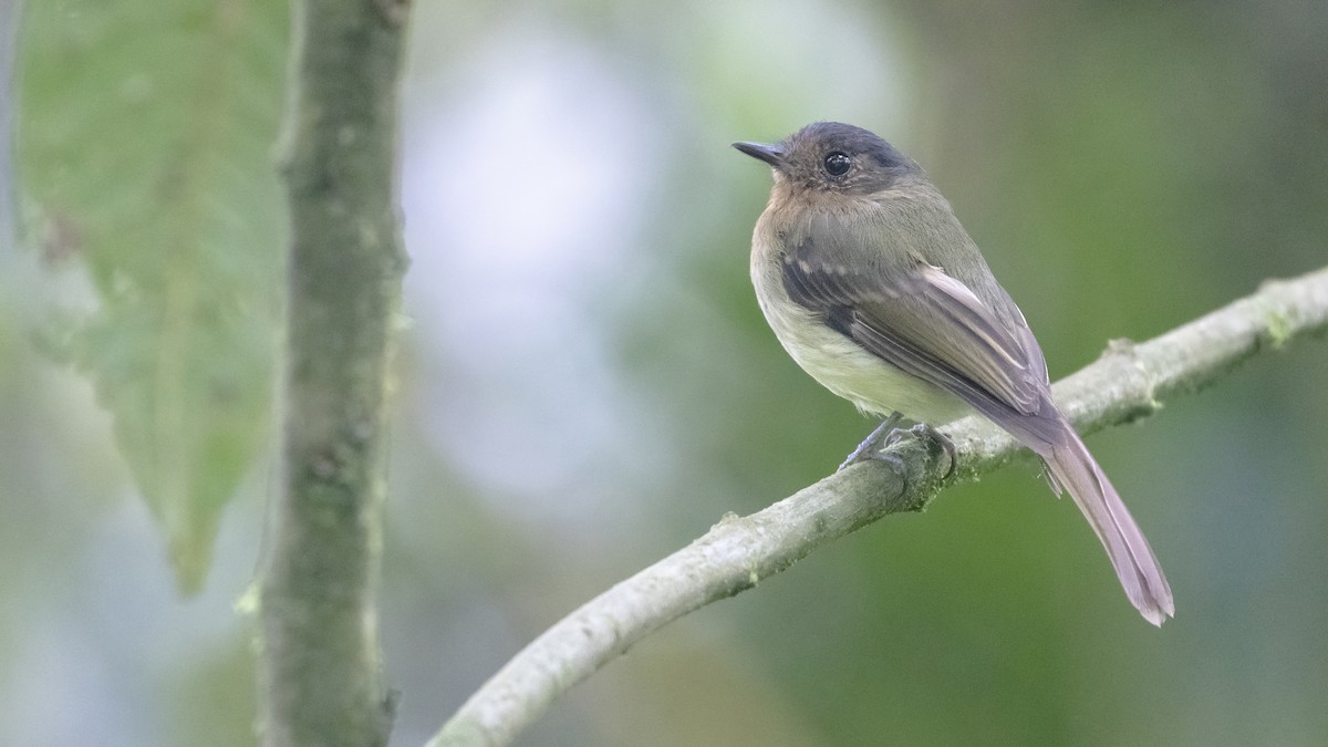Rufous-breasted Flycatcher - ML277555621