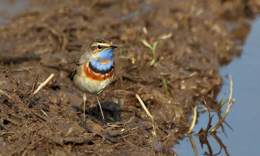 Bluethroat (Red-spotted) - ML277558481