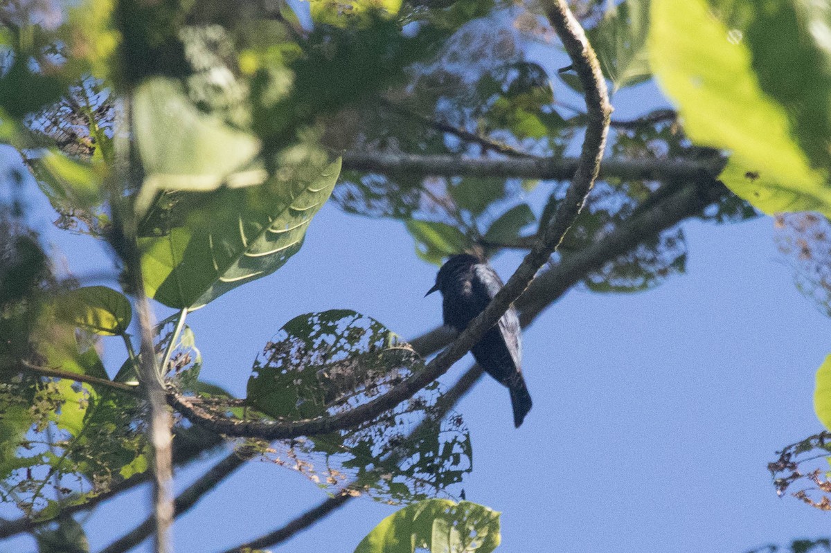 Square-tailed Drongo-Cuckoo - Michael Hooper
