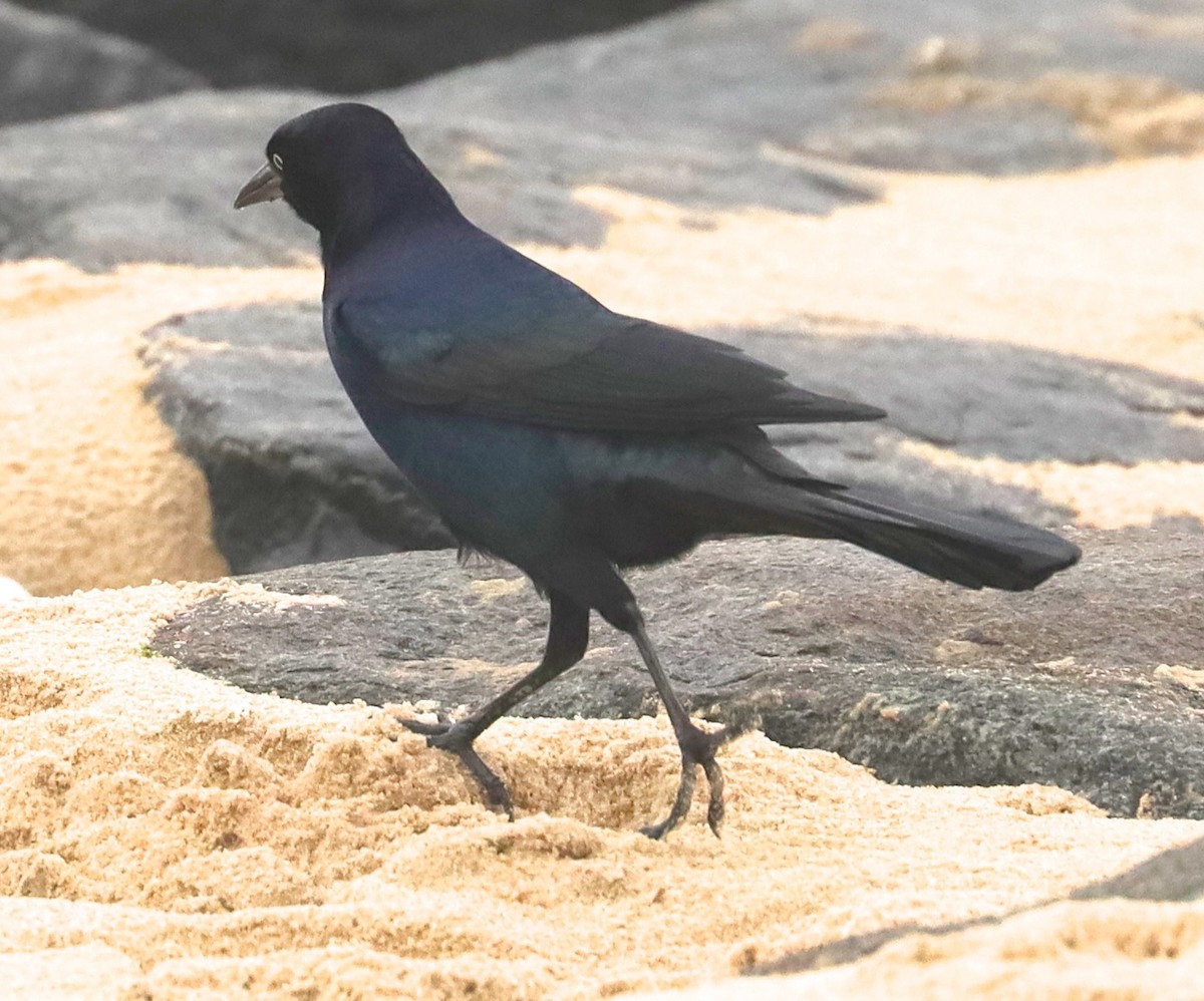 Boat-tailed Grackle - ML277560431