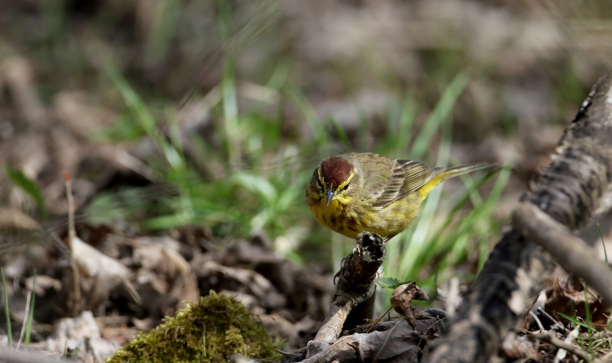 Palm Warbler (Yellow) - Jay McGowan