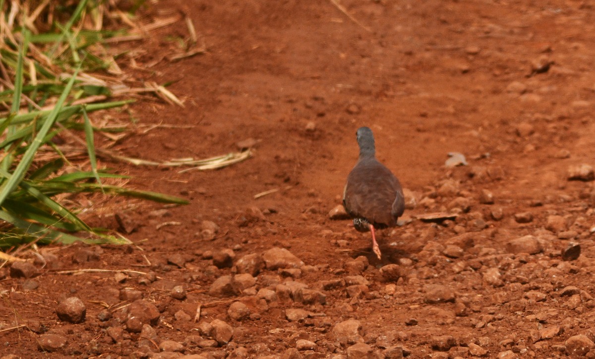 Small-billed Tinamou - Anderson Warkentin
