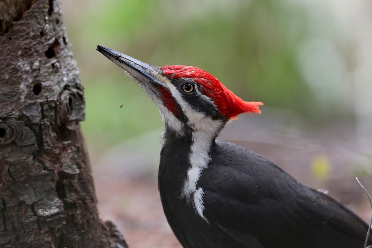 Pileated Woodpecker - ML27756941