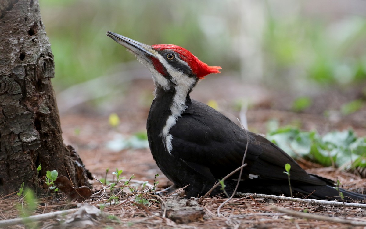 Pileated Woodpecker - ML27756991