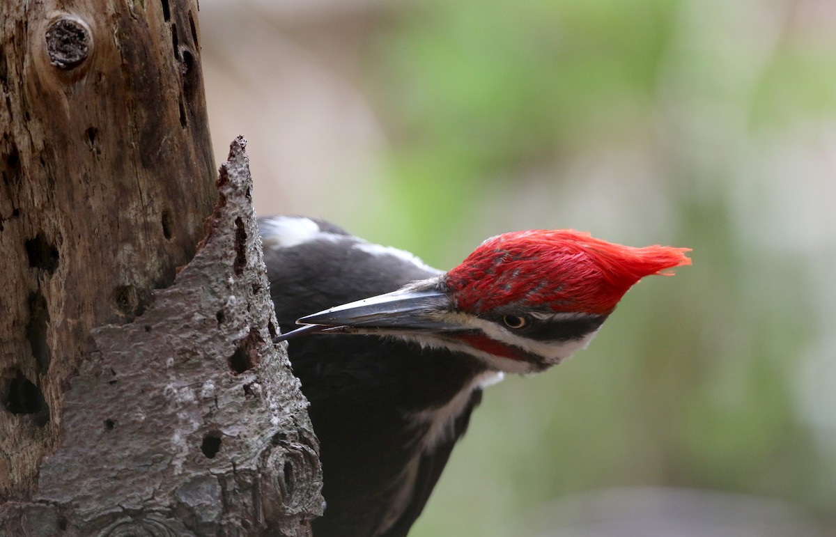 Pileated Woodpecker - ML27757001