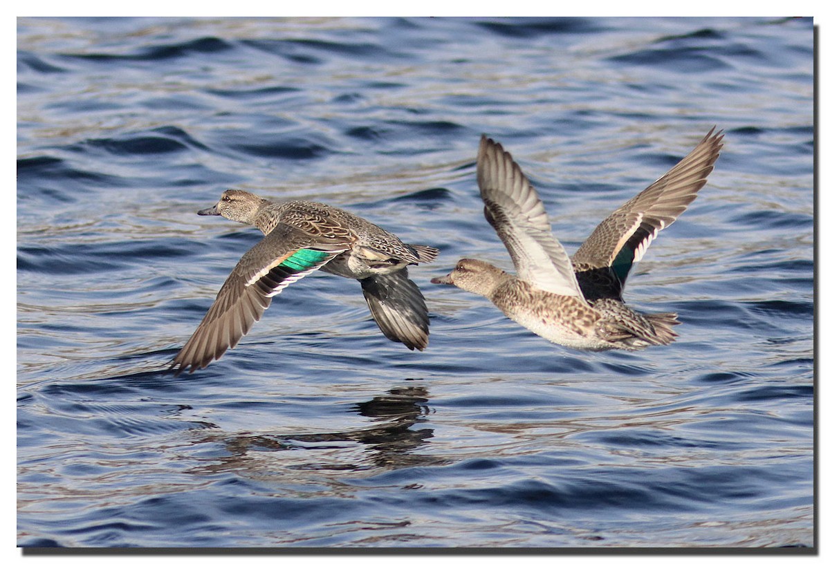 Green-winged Teal - ML277570971