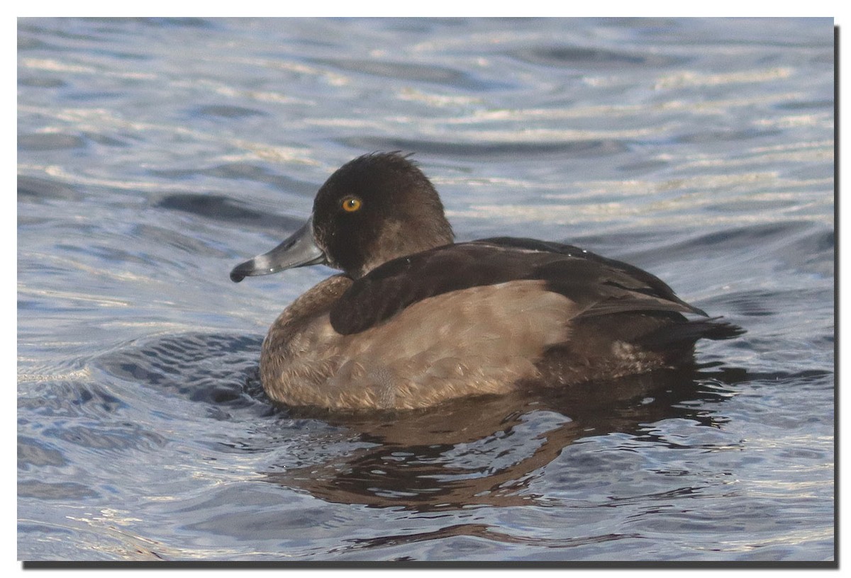 Ring-necked Duck - ML277570981
