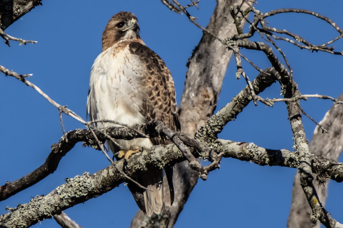 Red-tailed Hawk - ML277574441