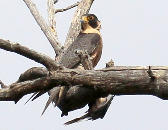 Peregrine Falcon (North American) - sam hough