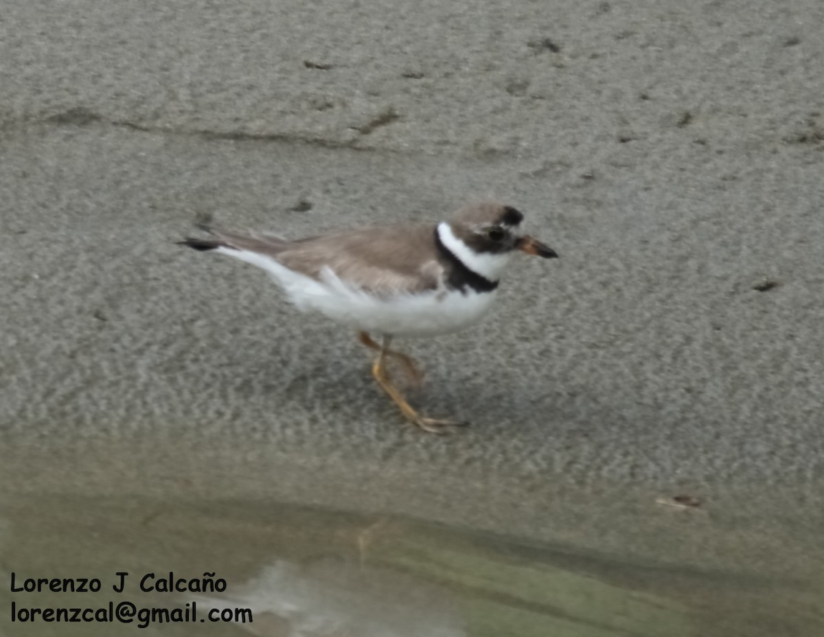 Semipalmated Plover - ML277578371