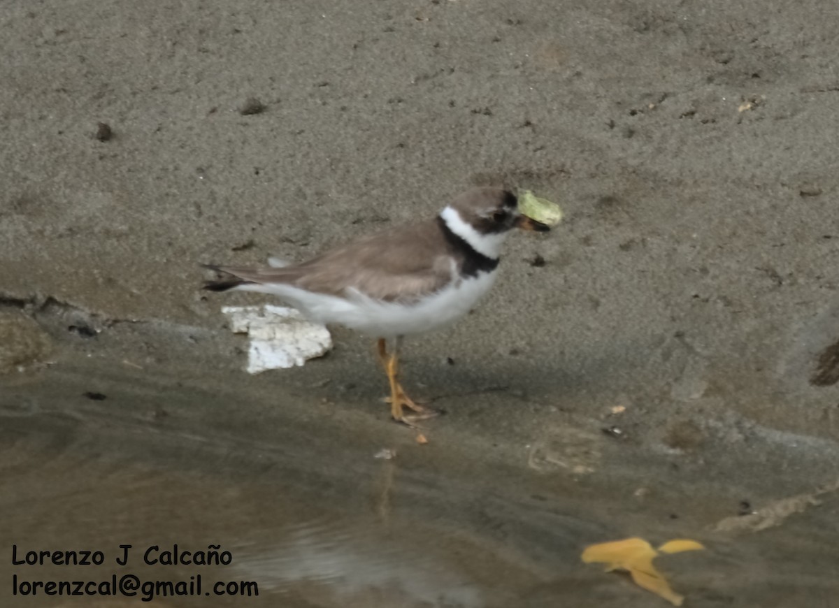 Semipalmated Plover - ML277578401