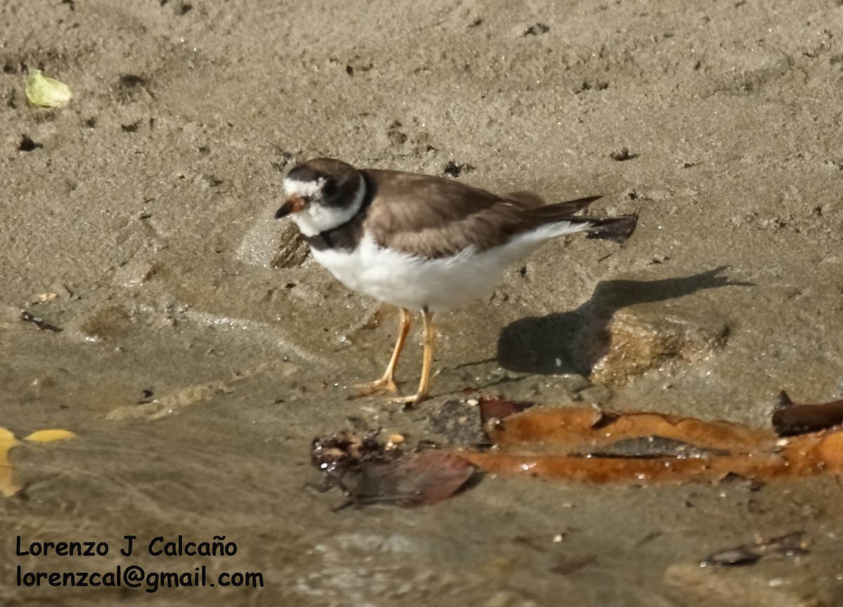 Semipalmated Plover - ML277578471