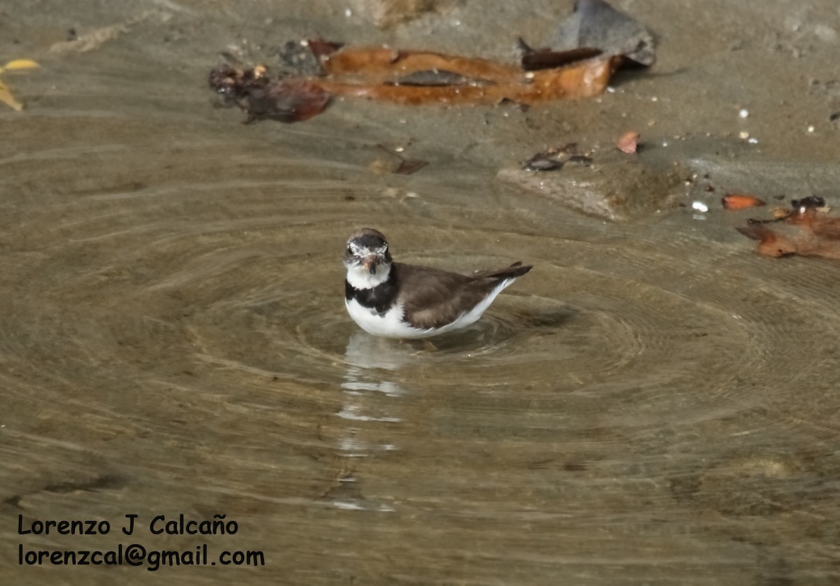 Semipalmated Plover - ML277578511