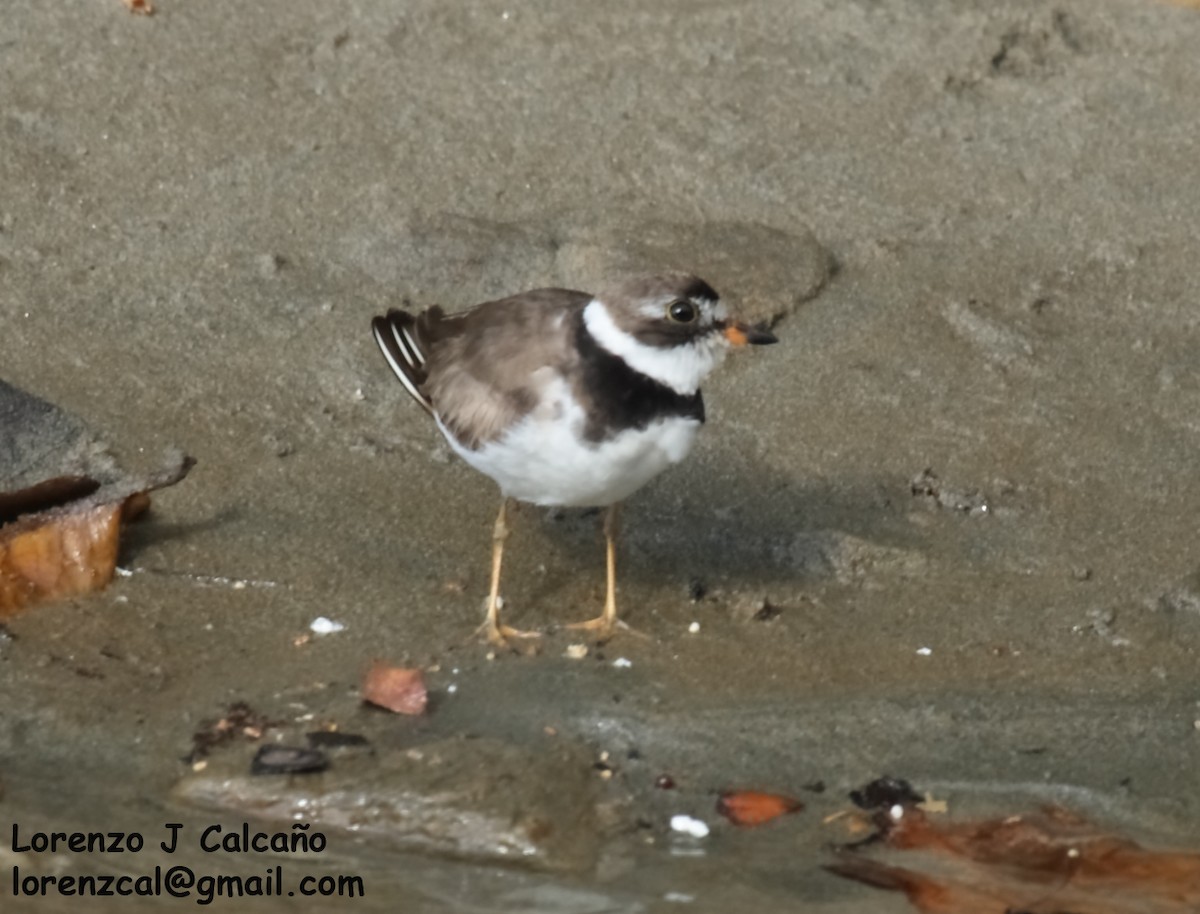 Semipalmated Plover - ML277578521