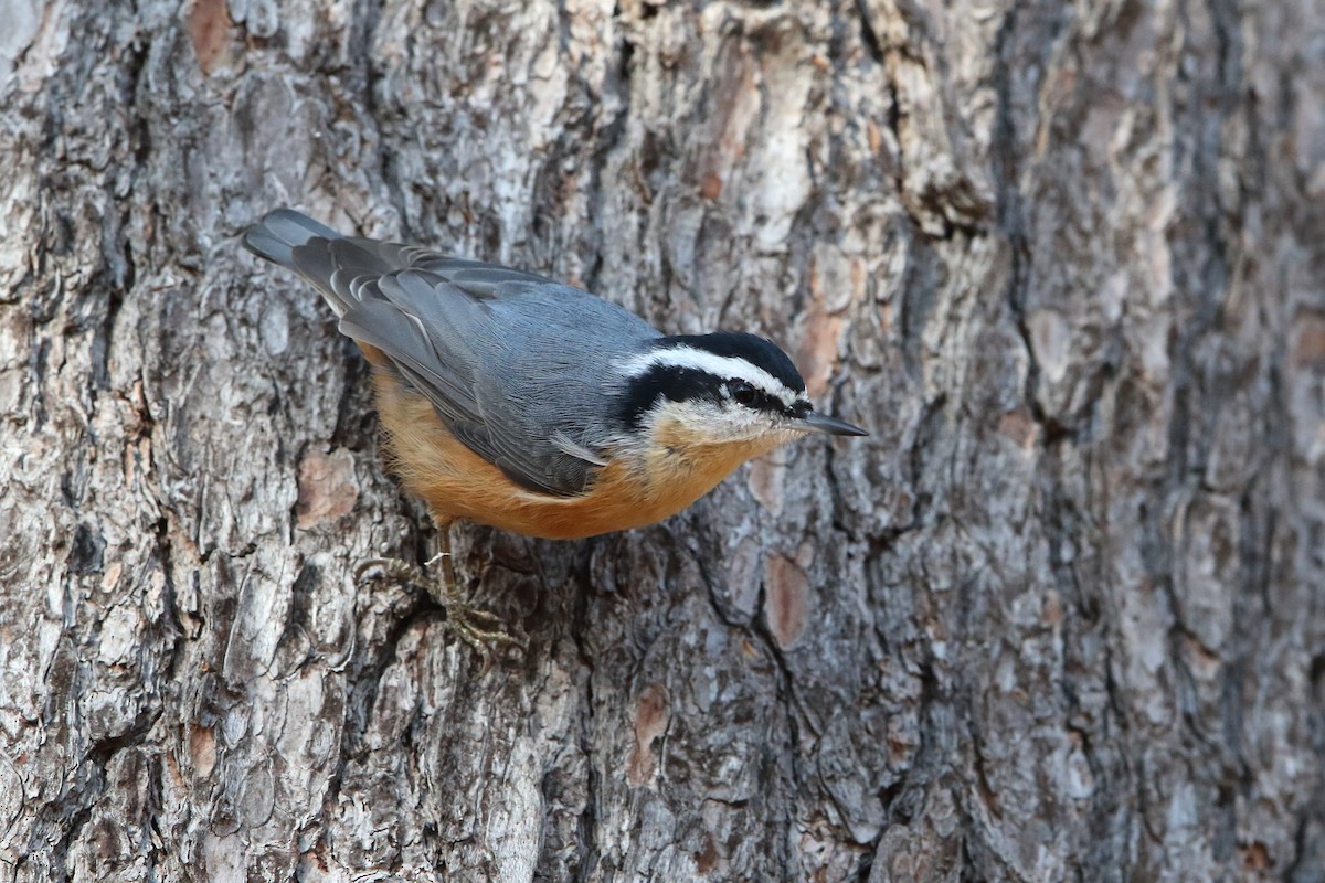 Red-breasted Nuthatch - Gang Wu