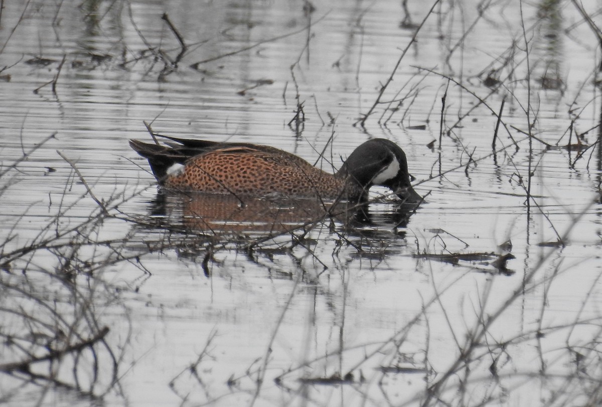 Blue-winged Teal - ML27758211