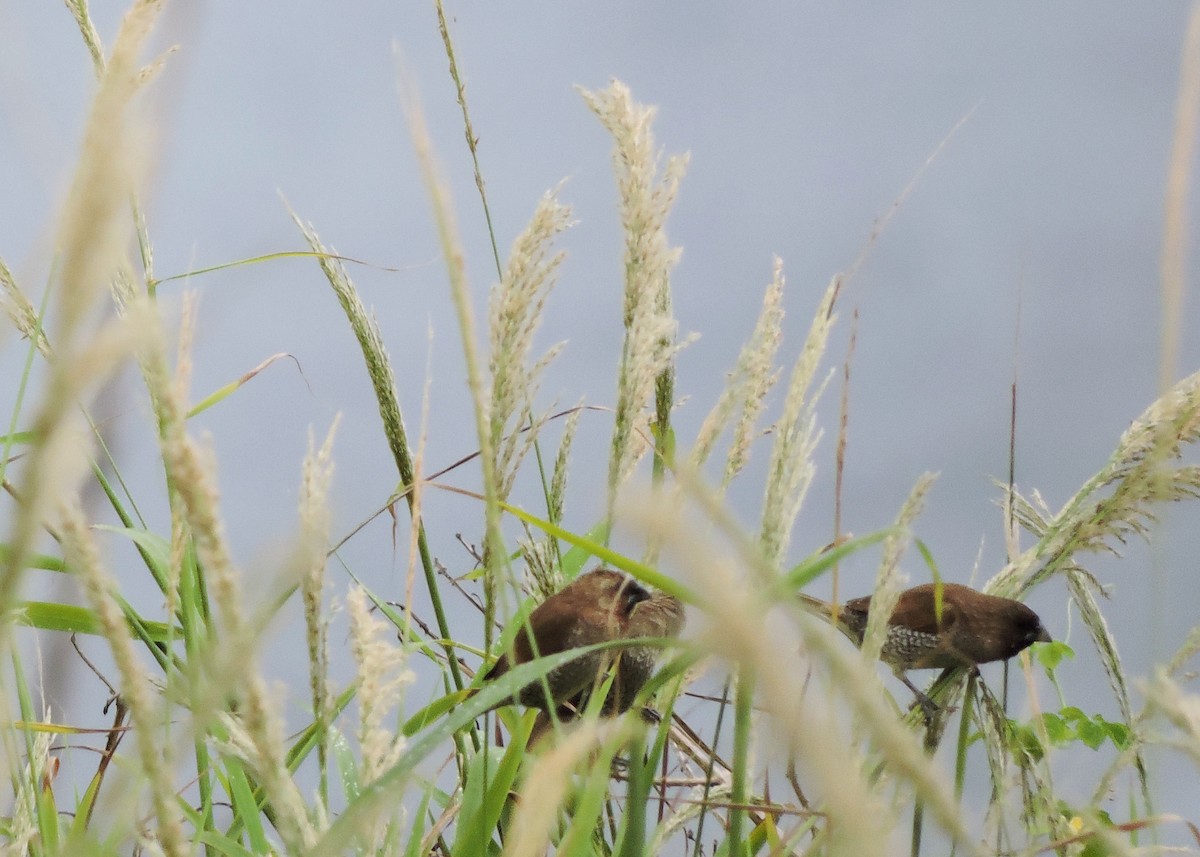 Scaly-breasted Munia - Betsy Taylor