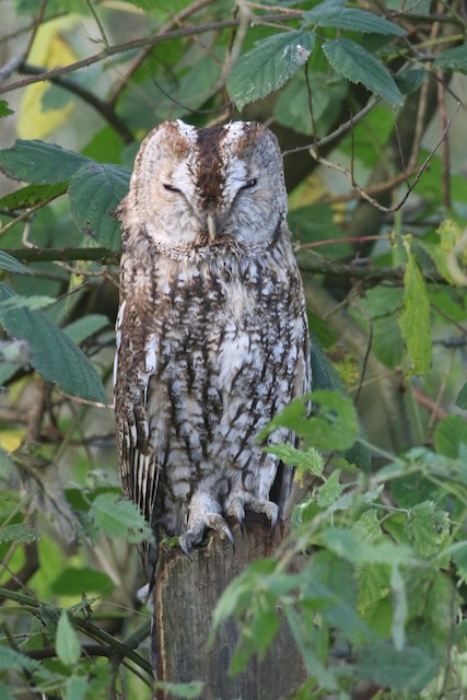 Possible confusion species: Tawny Owl (<em class="SciName notranslate">Strix aluco</em>). - Tawny Owl - 