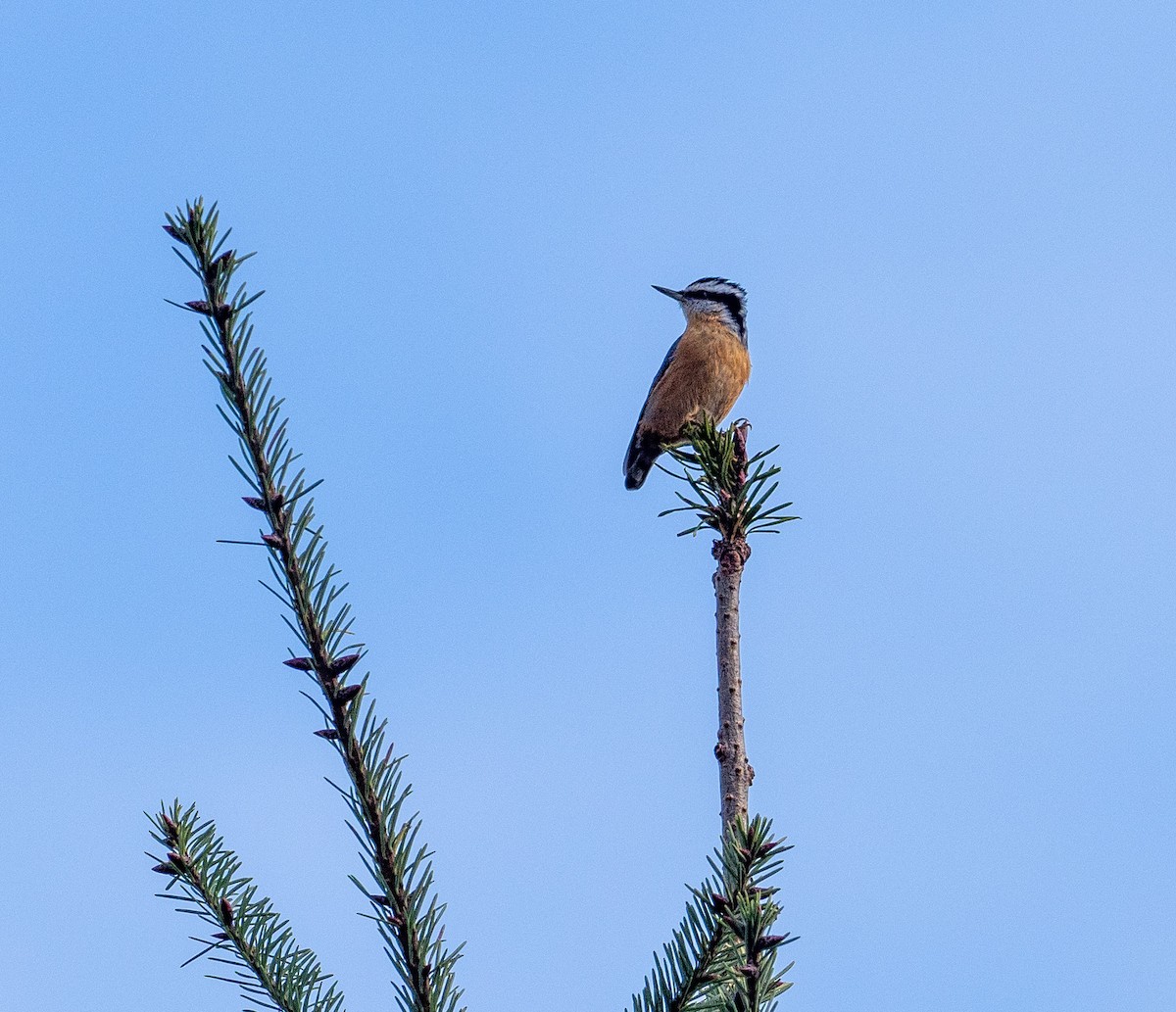 Red-breasted Nuthatch - Gordon Hart