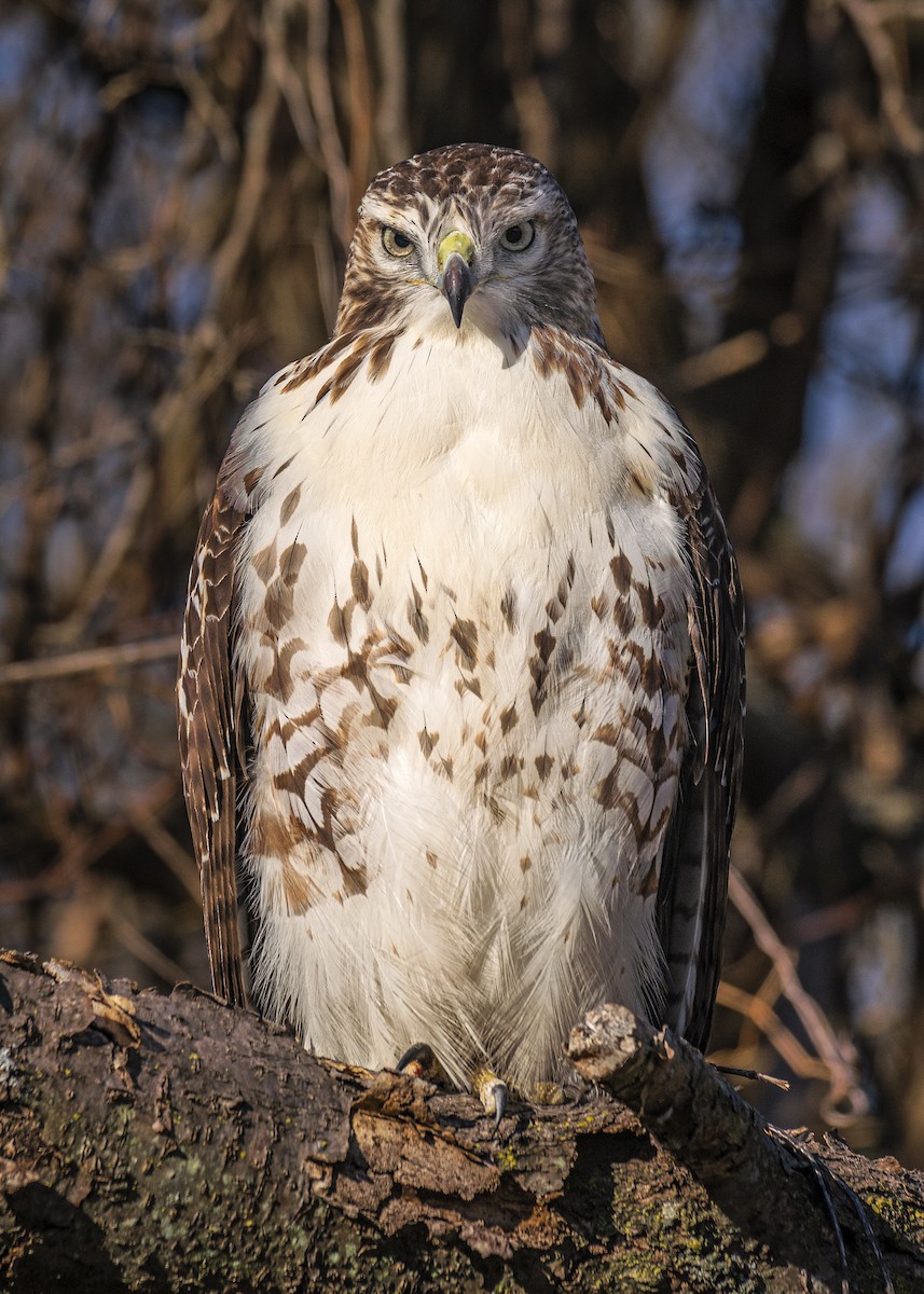 Red-tailed Hawk - Dori Eldridge