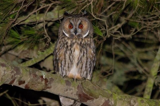 Long-eared Owl - J. Caria Rodrigues