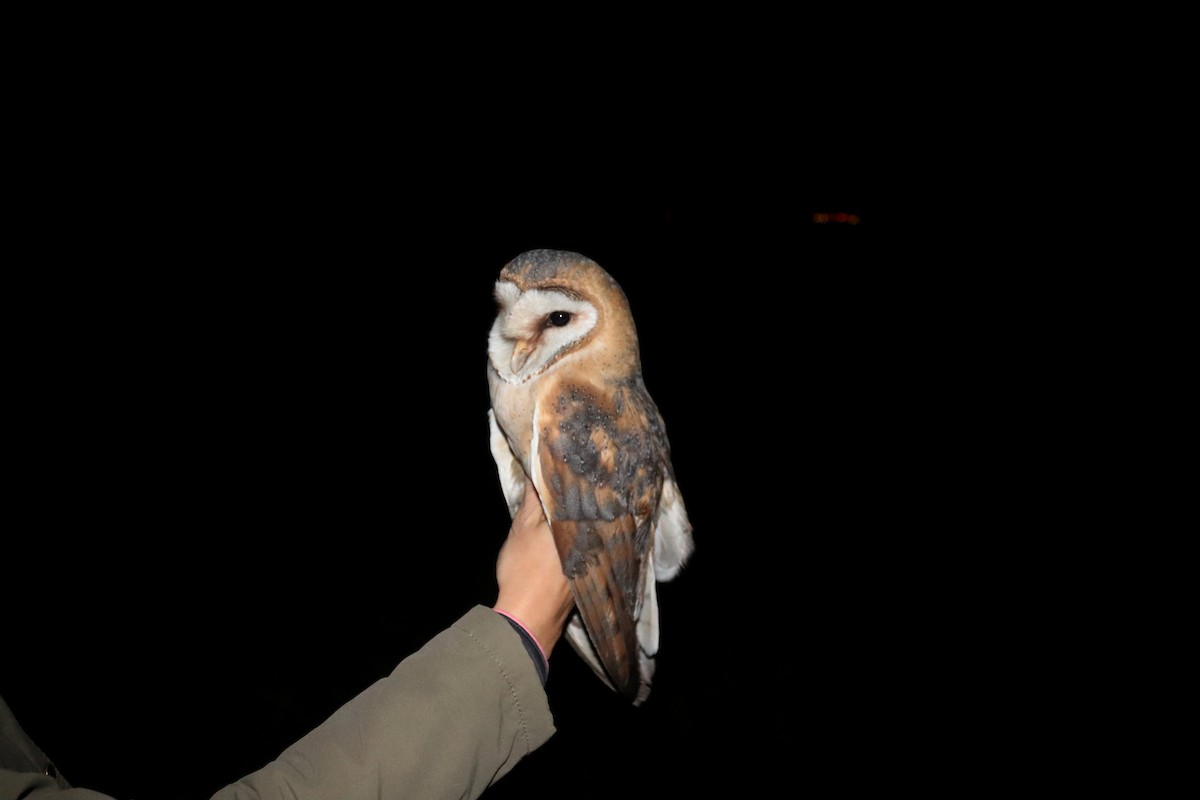 Barn Owl - Ondřej Boháč
